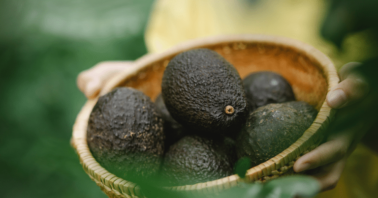 El “oro verde” no es sustentable